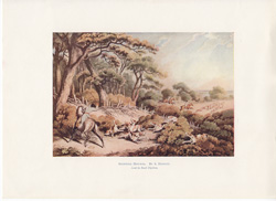 Fox hunting, polo and other horse prints